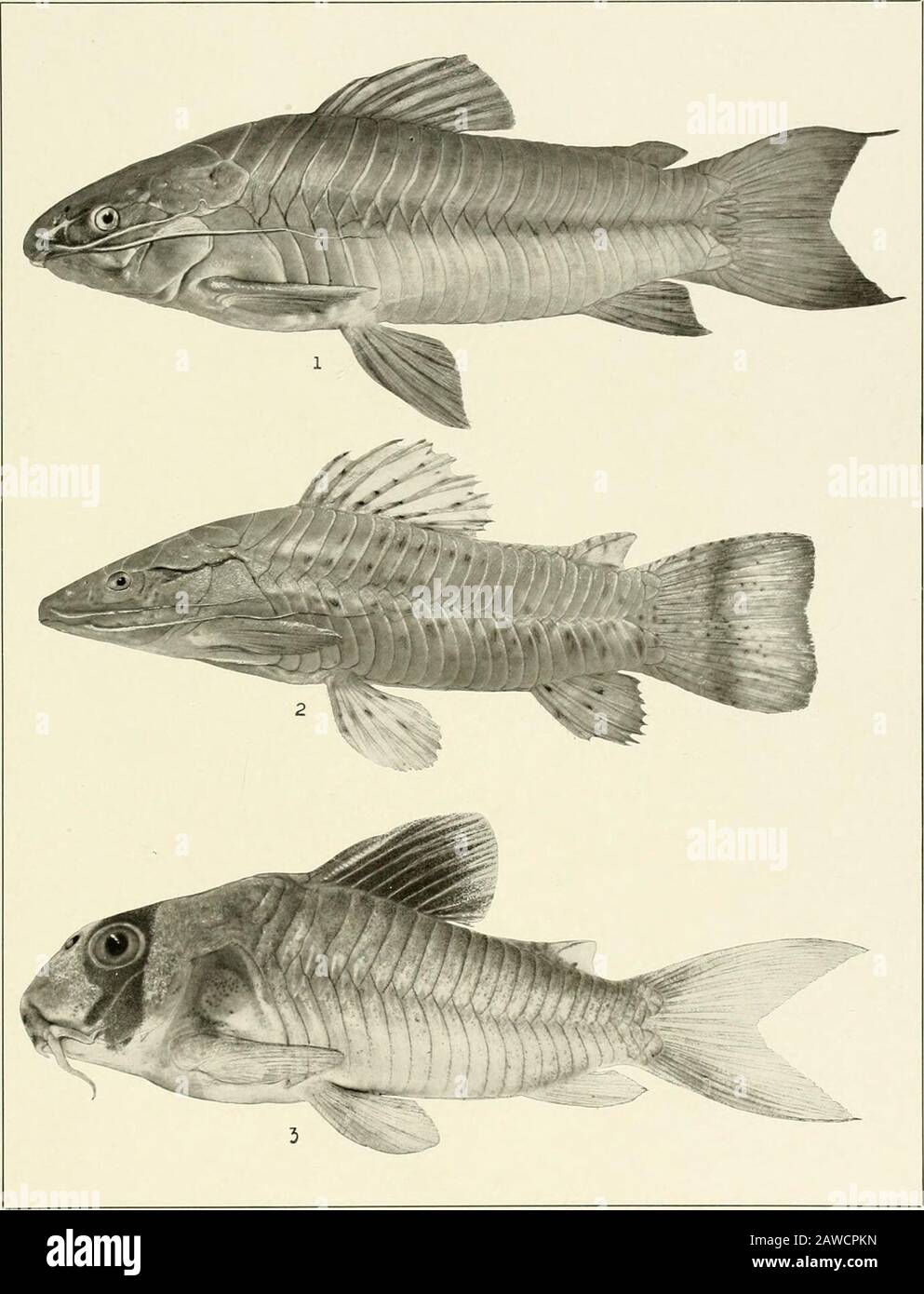 The freshwater fishes of British Guiana, including a study of the ecological grouping of species and the relation of the fauna of the plateau to that of the lowlands . v^:v Memoirs Carnegie Museum, Vol. V. Plate XXIV.. 1. Hoplostemum littorale (Hancock). 192 mm. No. 1575. 2. Hoplostemum thoracatum (Cuvieb andValenciennes). 110 mm. No. 1579. 3- Corydorus punctatus (Bloch). 51mm. No. 1561. Memoirs Carnegie Museum, Vol. V. Plate XXV. .•-S^jSMv Stock Photo