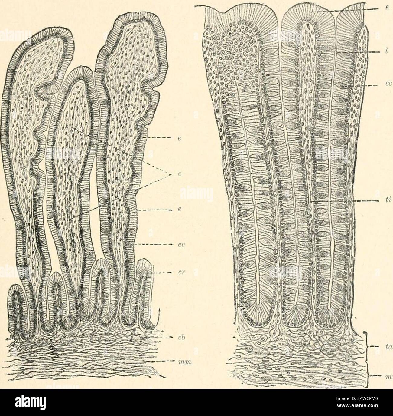 Human physiology . folds in the form ofcrescentic projections of the mucous membrane, placed transverselyto the axis of the bowel, at a short distance from one another(valvulae conniventes or valves of Kerkring). The whole surface,including the valvular folds, is closely beset with villi, of varyinglength, cylindrical in the jejunum, filiform in the ileum (Fig. 41),which enormously increase the intestinal surface. The mucouscoat of the large intestine is smooth, and destitute of villi(Fig. 42). Between the villi of the small intestine, in every part, arethe simple tubular glands, Lieberkiihns Stock Photo