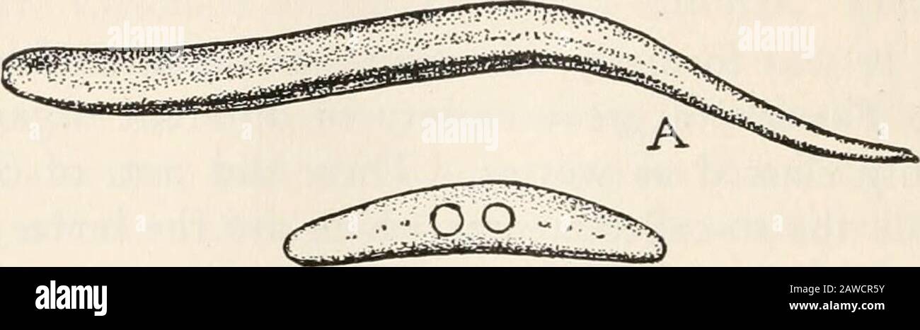 Zöology; a textbook for colleges and universities . phyla. The flatworms arecalled Platyhelminthes, which is an exact Greek transla-tion of the English term. The Greek word for aworm appears in many other combinations, and a stu-dent of worms calls himself a helminthologist, while asociety for the study of worms is a helminthologicalsociety. The flatworms, as the name suggests, are more or less Groups offlat and usually ribbonlike. They are usually divided flatwormsinto three classes, the Turbellaria, Trematoda, and Ces-toda; but a fourth division is indicated by a group ofpeculiar animals liv Stock Photo