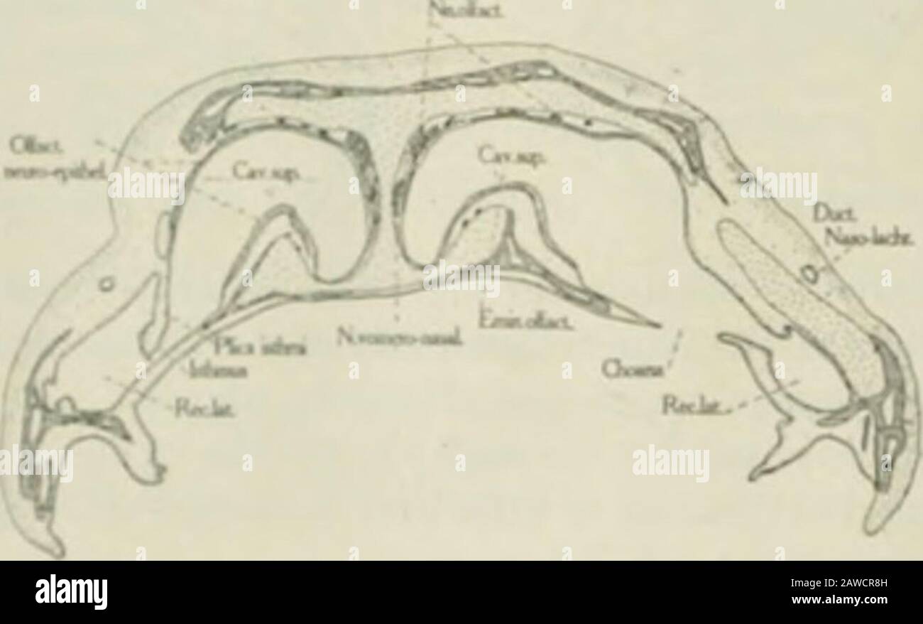 The anatomical record . Fi(j. 13 A transverso soction tlir«uf;li llic clioana of thr hoad of a froj;. Itshnnx the ilistrilmtion of tlio olfactory murosa anil the relation of the vomero-nasal and olfactory nerv-es. X -.5. suixrior or principal, a middle and an mferior nasal chamber, alateral recess, the omero-nasul organ, and two well defined nar-row connecting channels, the infunilibulum and the isthmus. The principal na.sal cluimber occupies a dorso-medial jiositionand comi)rises al)out time fourths of the fossa (figs. 15 and 10).By referring to figure it, it will be seen that a transverse s Stock Photo