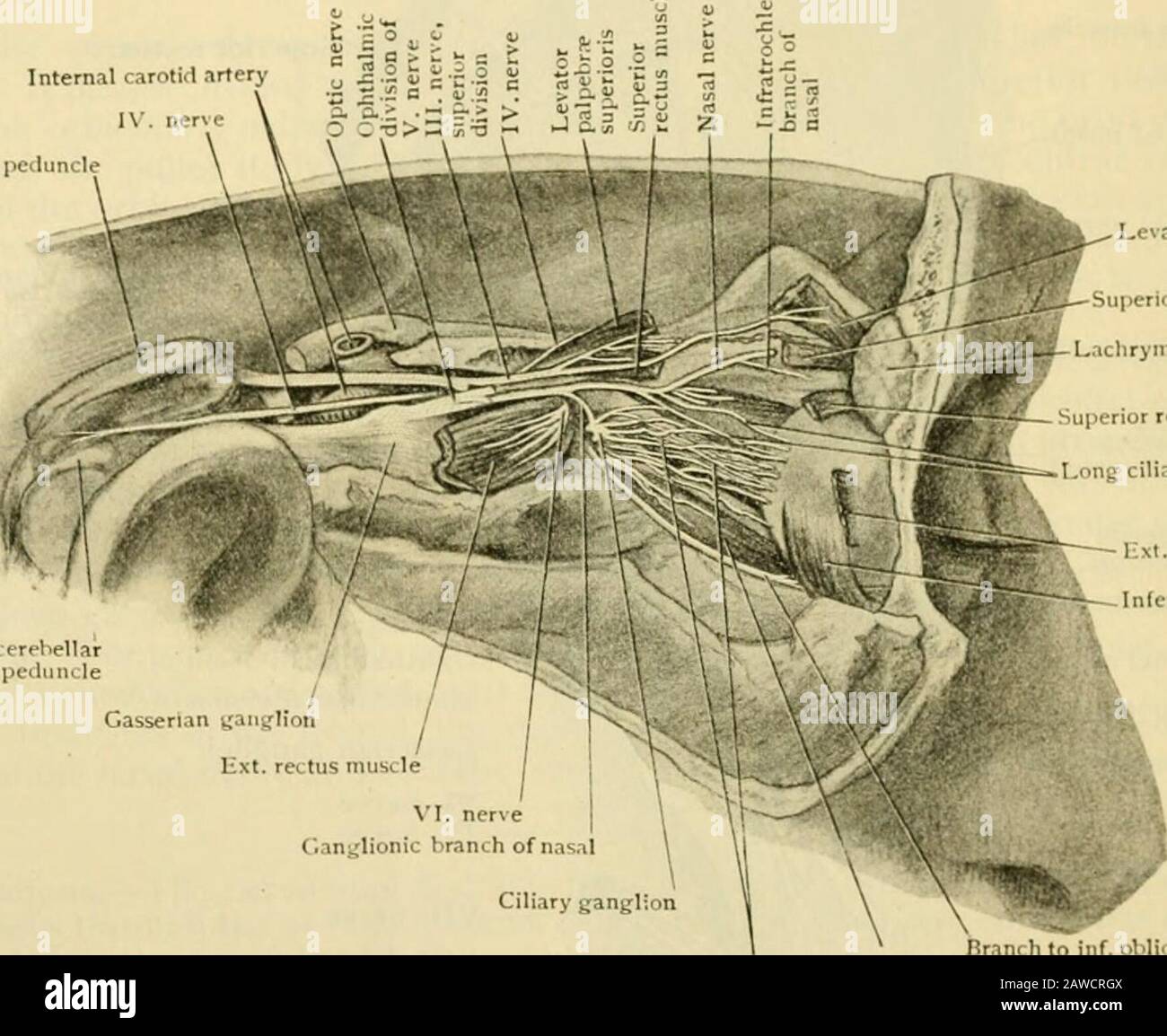 Human anatomy, including structure and development and practical ...