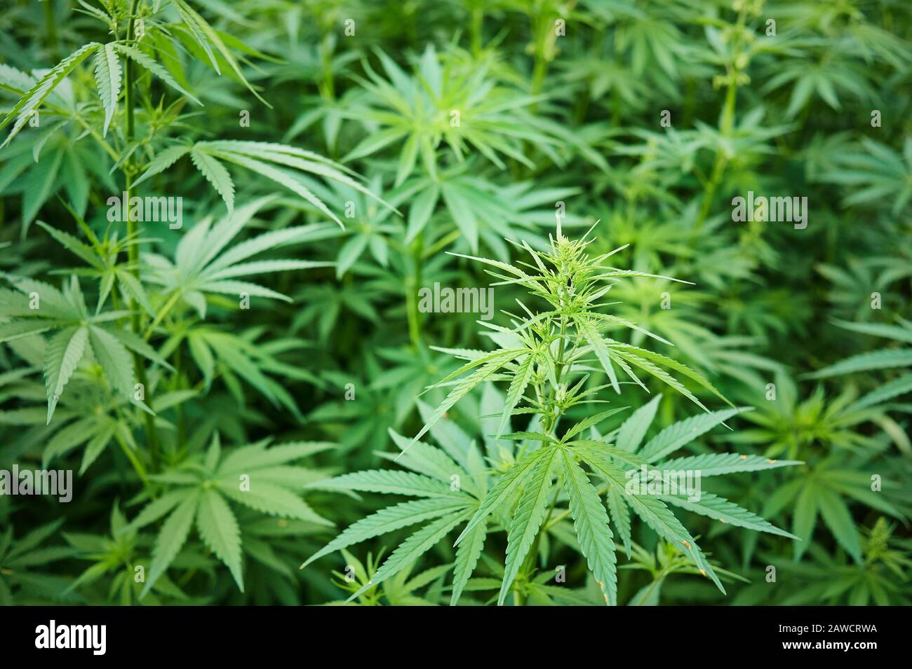 Background Texture of Marijuana Plants at Indoor Cannabis Farm with Flat Stock Photo