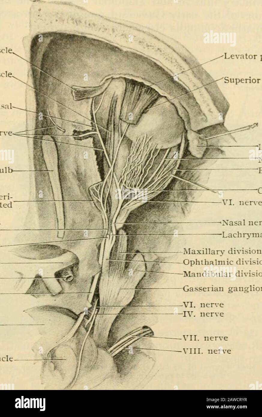 Human anatomy, including structure and development and practical considerations . Near the pulley it receives a filament (the supratrochlear;from the frontal nerve. It supplies the skin of the upper eyelid and root of the nose, as well asthe conjunctiva and the lachrymal caruncle and sac. (/. The internal 7iasal or septal branih (rr. incdiales) [Vv^. 104.S) supjilies the mucous mem-brane of the anterior portion of the septum. c. The external fiasal branch (rr. laierales) (Fig. 1047) supplies the front part of the middleand inferior turbinate bones and outer wall of the nasal fossa. / The anter Stock Photo