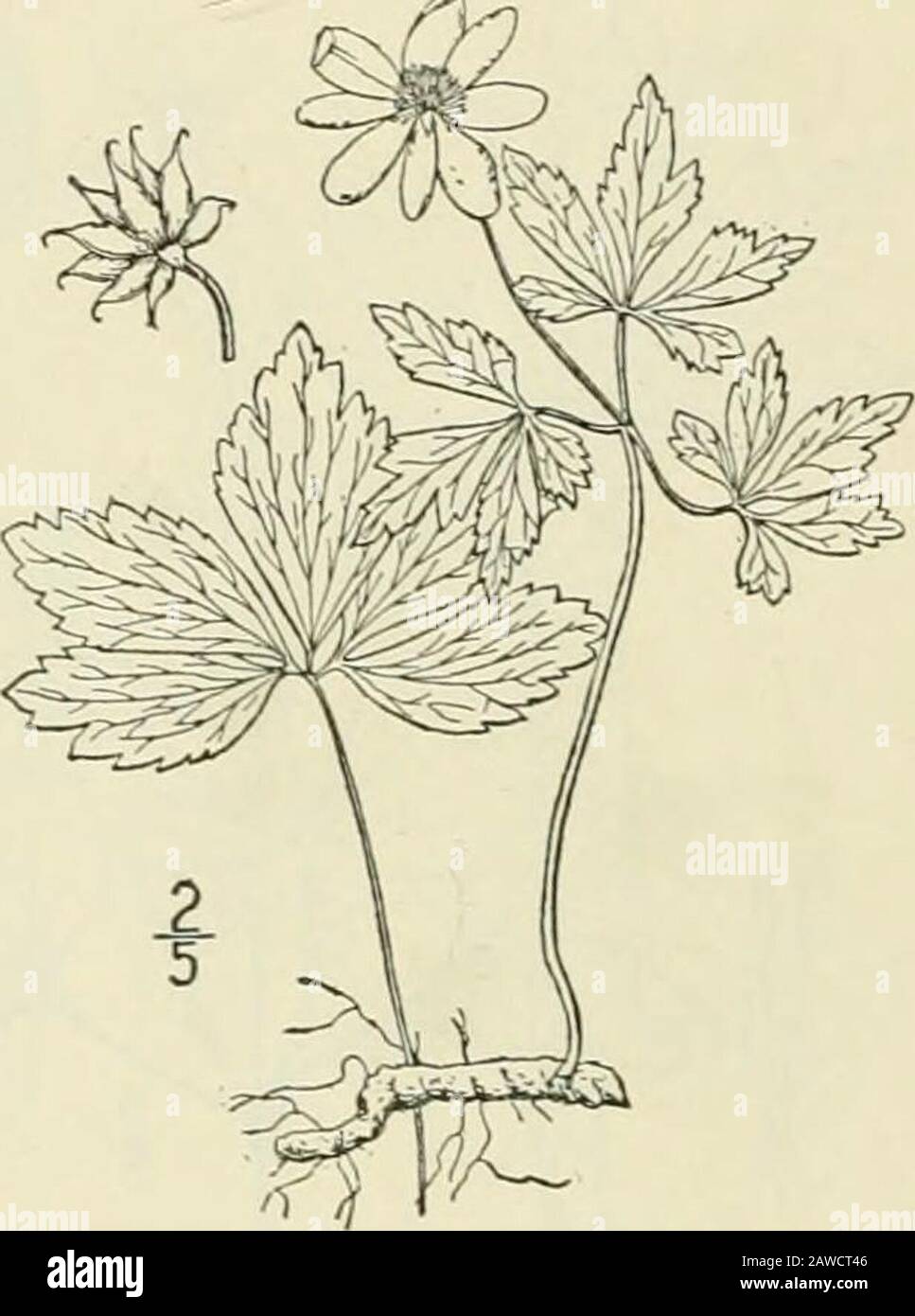 An illustrated flora of the northern United States, Canada and the British possessions : from Newfoundland to the parallel of the southern boundary of Virginia and from the Atlantic Ocean westward to the 102nd meridian; 2nd ed. . 9. Anemone trifolia L. Alountain Ane-mone. Fig. 1888. Anemone trifolia L. Sp. PI. 540. 1753. A, lancifolia Pursh, Fl. Am. Sept. 387. 1814. Stout, 6-i6 tall, nearly glabrous through-out. Basal leaves mostly 3-divided (some-times 4-5-divided), long-petioled, dentate,often somewhat lobed; involucral leaves stout-petioled, 3-parted, the divisions oblong-lanceolate, acute Stock Photo