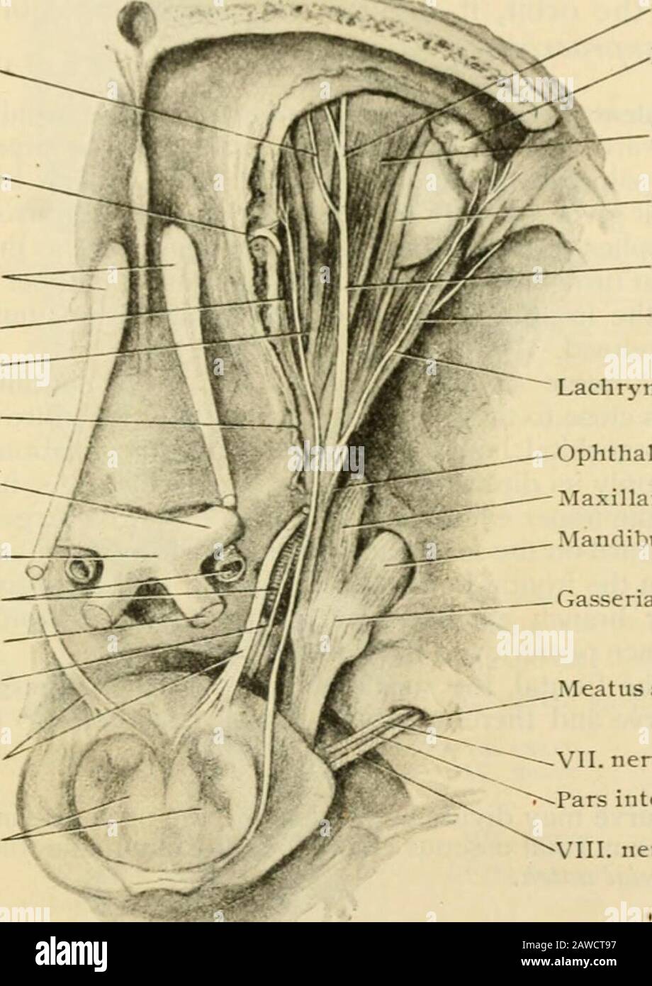 Human anatomy, including structure and development and practical  considerations . hree cHisions, is ])urely sensory and suppHes the  upperevcHd, the conjunctiva, the eyeball, the lachrymal t^land, caruncle  and sac, the fore-head and