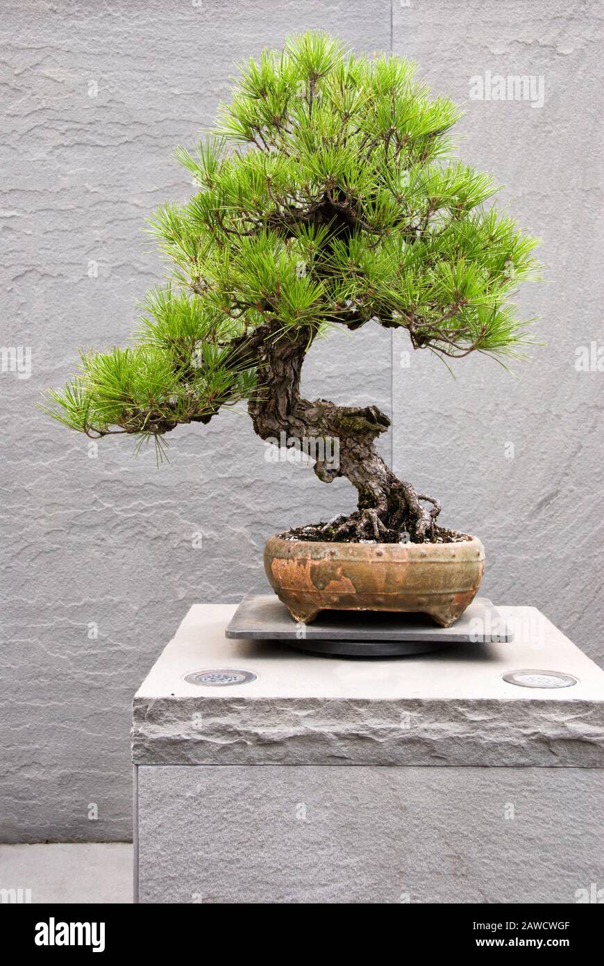 Japanese Cork Bark Black Pine bonsai tree growing in a potted container. This tree has been in training since 1936. Stock Photo
