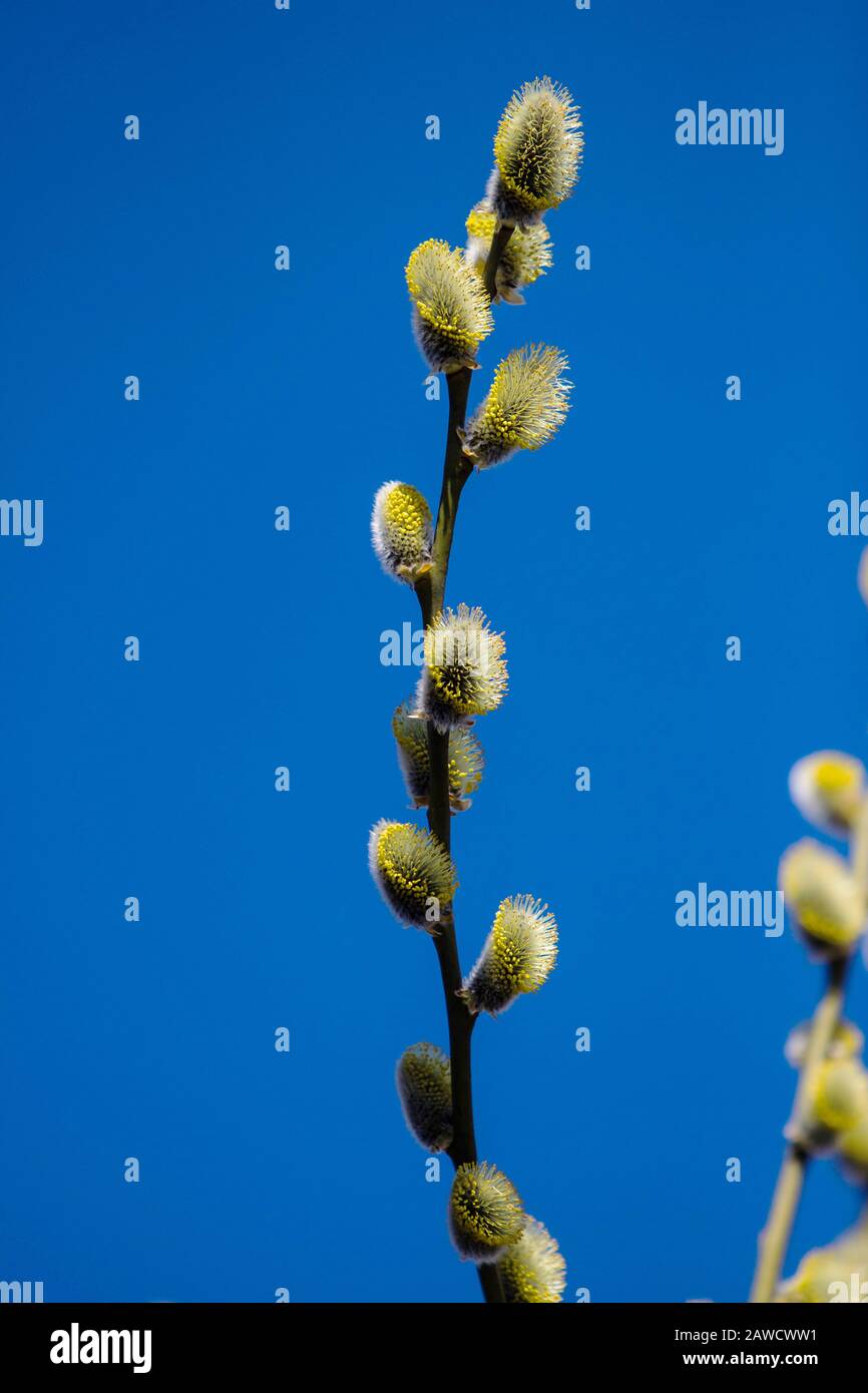 Budding willow tree hires stock photography and images Alamy