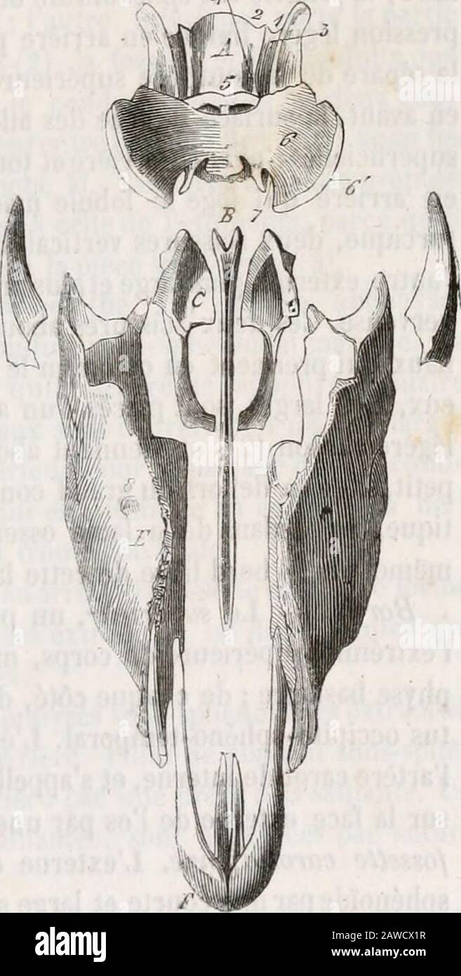 Traité d'anatomie comparée des animaux domestiques . n a donné le nom Aantre olfactif. Carnassiers. — La fosse ethmoïdale est Fig, 17 (*). très profonde, et les volutes très déve-loppées et très diverticulées. La lame per-pendiculaire se soude assez tard avec lesphénoïde. 5° Sphénoïde (fig. 17, 18, 22, 24). Le spliénoïde est situé en arrière ducrâne, entre loccipital, lethmoïde, les pa-latins, le vomer, les ptérygoïdiens, le frontalet les temporaux, Il est aplati davant enarrière, incurvé dun côté à lautre, épaisdans sa partie moyenne, qui prend le nom decirrjjs, et aminci sur les côtés, qui, Stock Photo