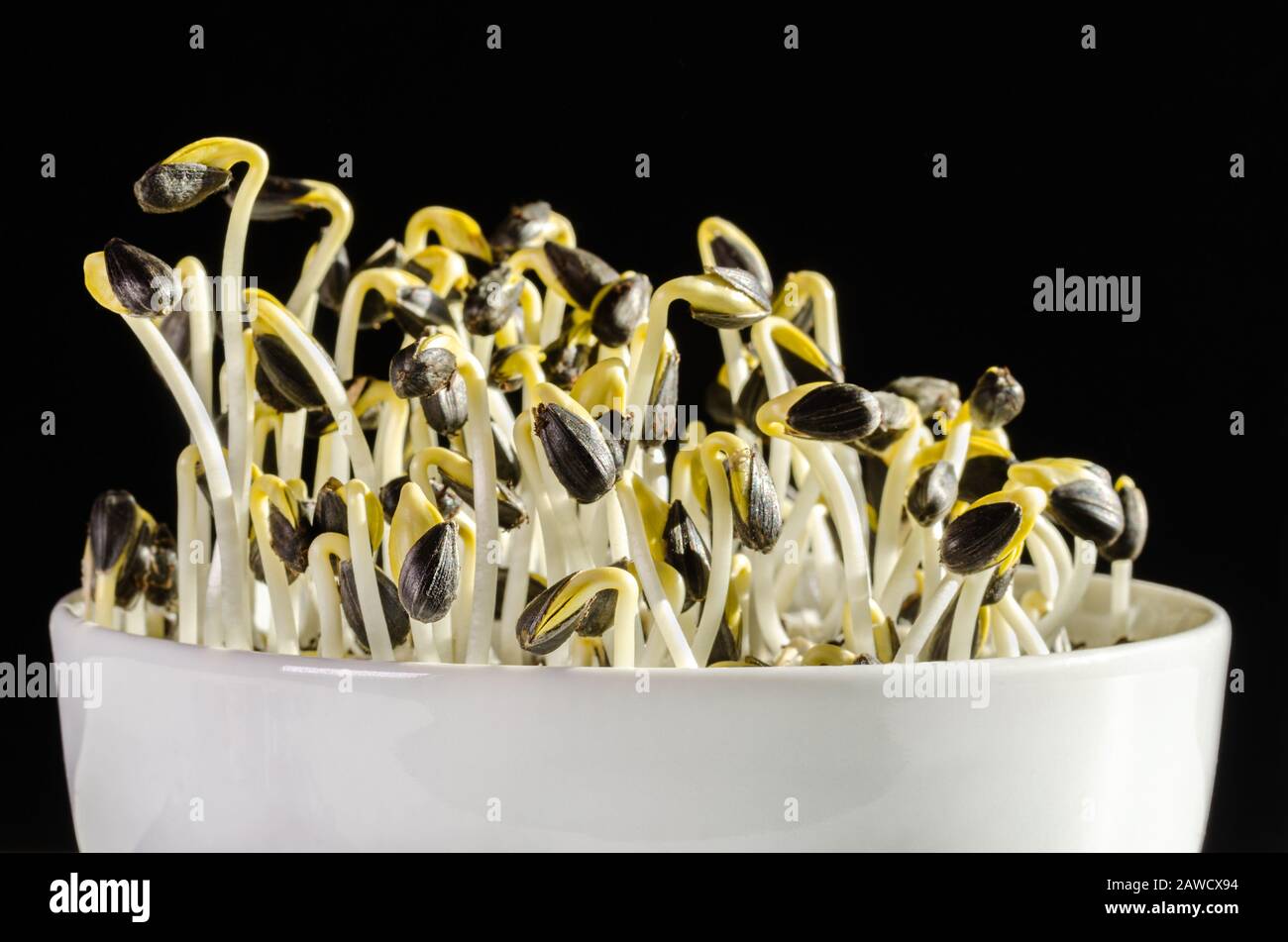 Sunflowers sprouting in a white bowl on black background. Front view of sprouts and microgreen of Helianthus annuus, the common sunflower. Stock Photo