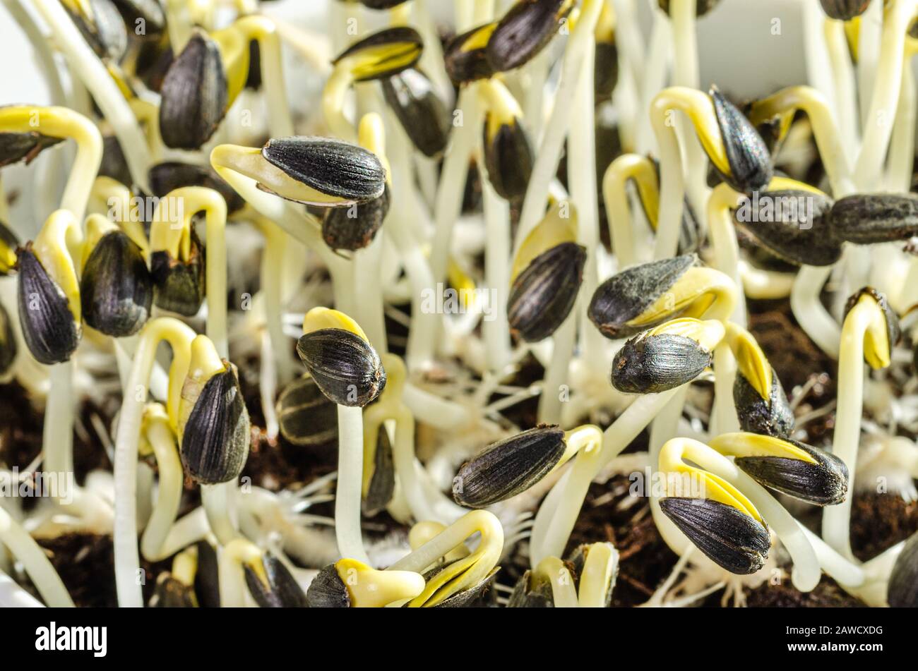 Sunflower sprouts in the sunlight, macro food photo. Sprouts and