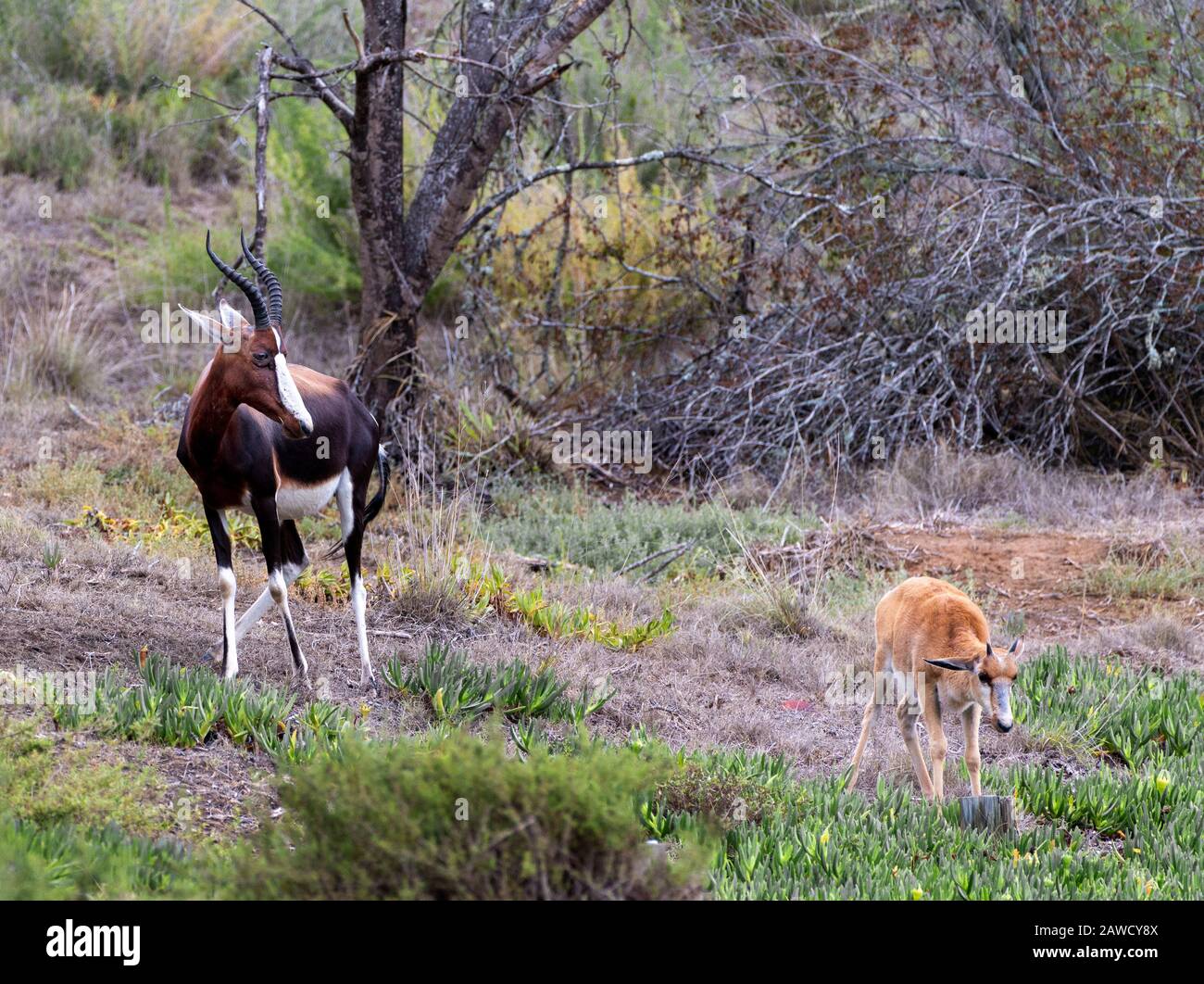 Bontebok with young in the Bontebok National Park, Swellendam, Western  Cape, South Africa Stock Photo - Alamy