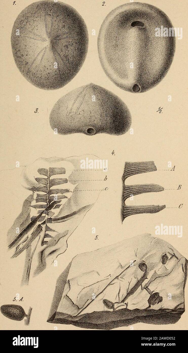 Neues Jahrbuch für Mineralogie, Geologie and Paläontologie . KJaJirb.f Min, 1869. TafiU. a ÜÖi. Anst.v.J.G.ßach.leipzig Stock Photo