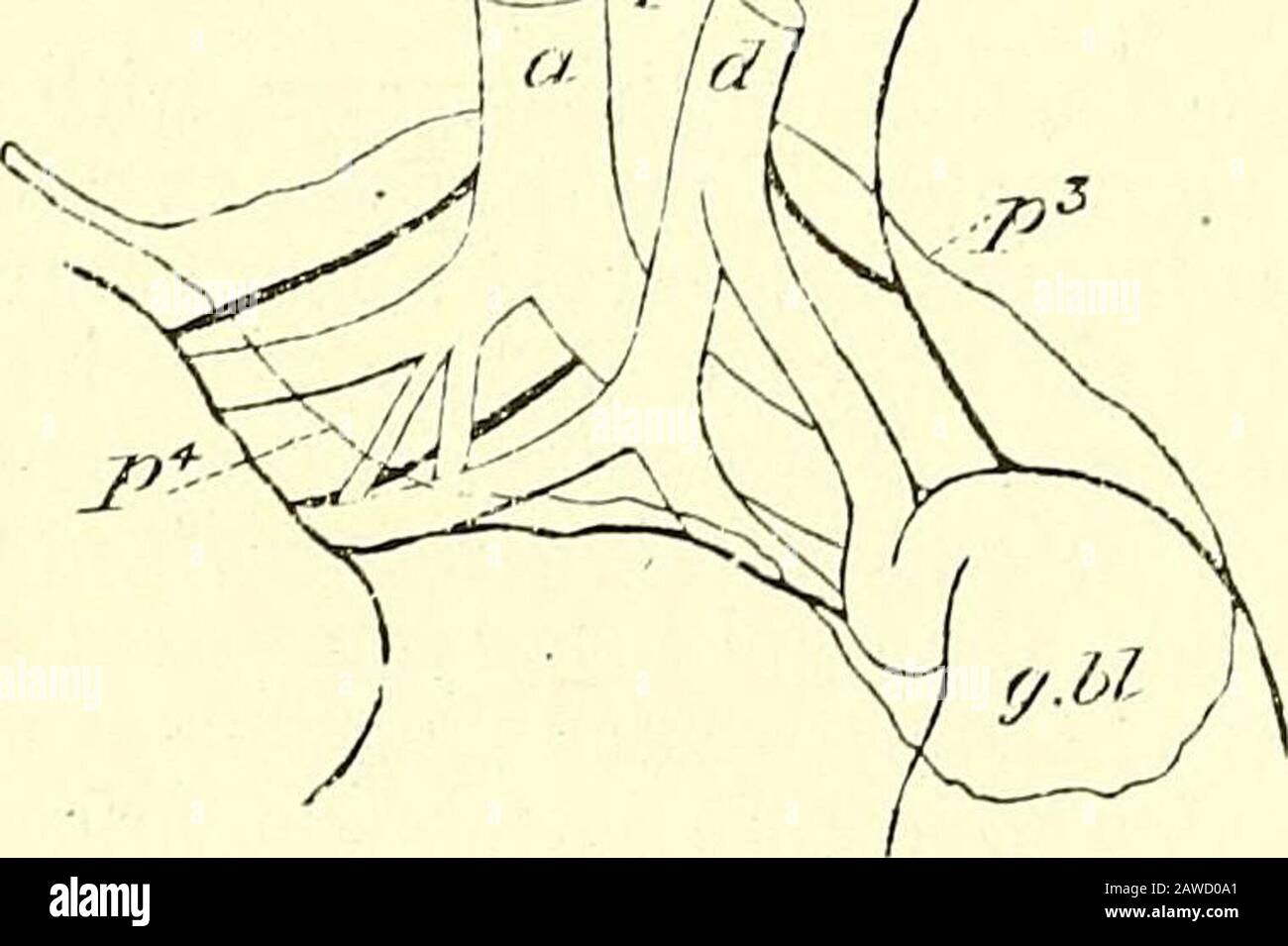 Enciform Quain's elements of anatomy . ensiform process—the diaphragm, of course ...
