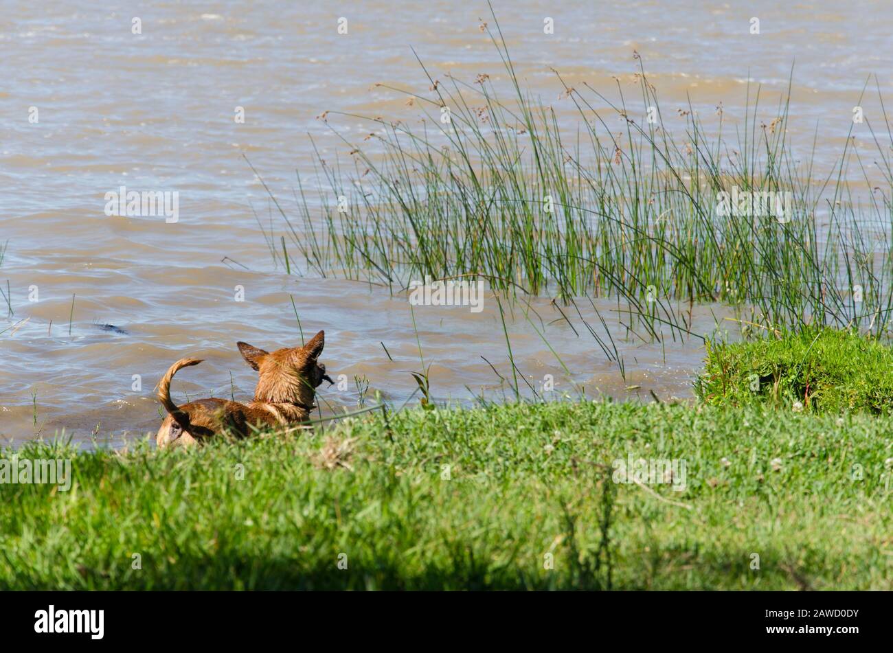 Dog seen from the back, entering the water, cooling off on the shore of the Rio de la Plata, Silver River, a summer afternoon Stock Photo