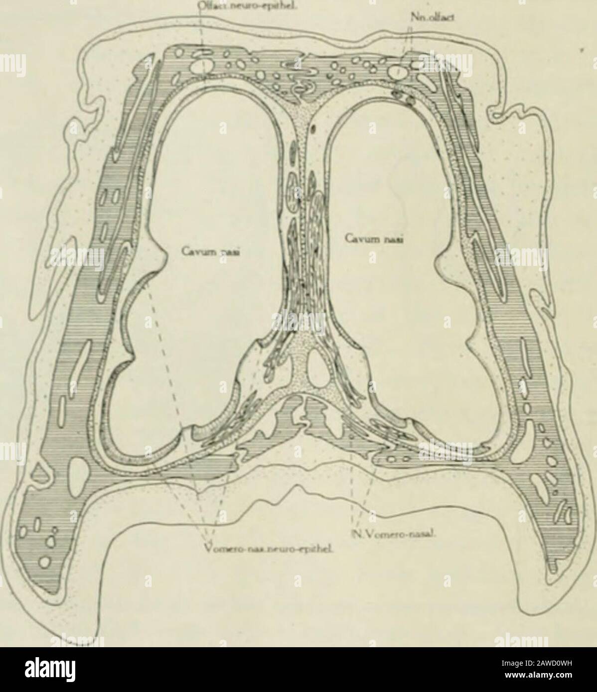 The anatomical record . al. It shows the form of this portion of tiie nasal fos.ia. X 10. Fig. 2 .V transverse section of the head of a turtle pa.ssiiig througli the an-terior portion of the principal nasal chamber to show the form of the na.sal fossaand the [losilion and distribution of the voinero-na.sal mucosa. X 10. The anterior na.sal pa.ssage extends nearly horizontally eaii-dalwaril from the naris ;md communicates with the princijialnasal chamher about midway betwivn the roof and tloor. Itis nearly cylindrical in outline and presents a low ridge thatcourses oblicjuely in a caudo-lateral Stock Photo