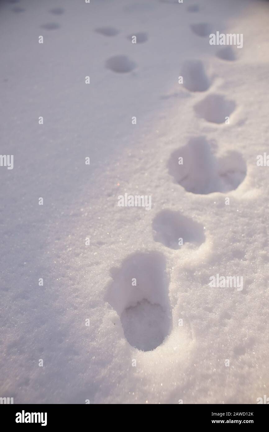 Paw prints in white snow closeup Stock Photo Alamy