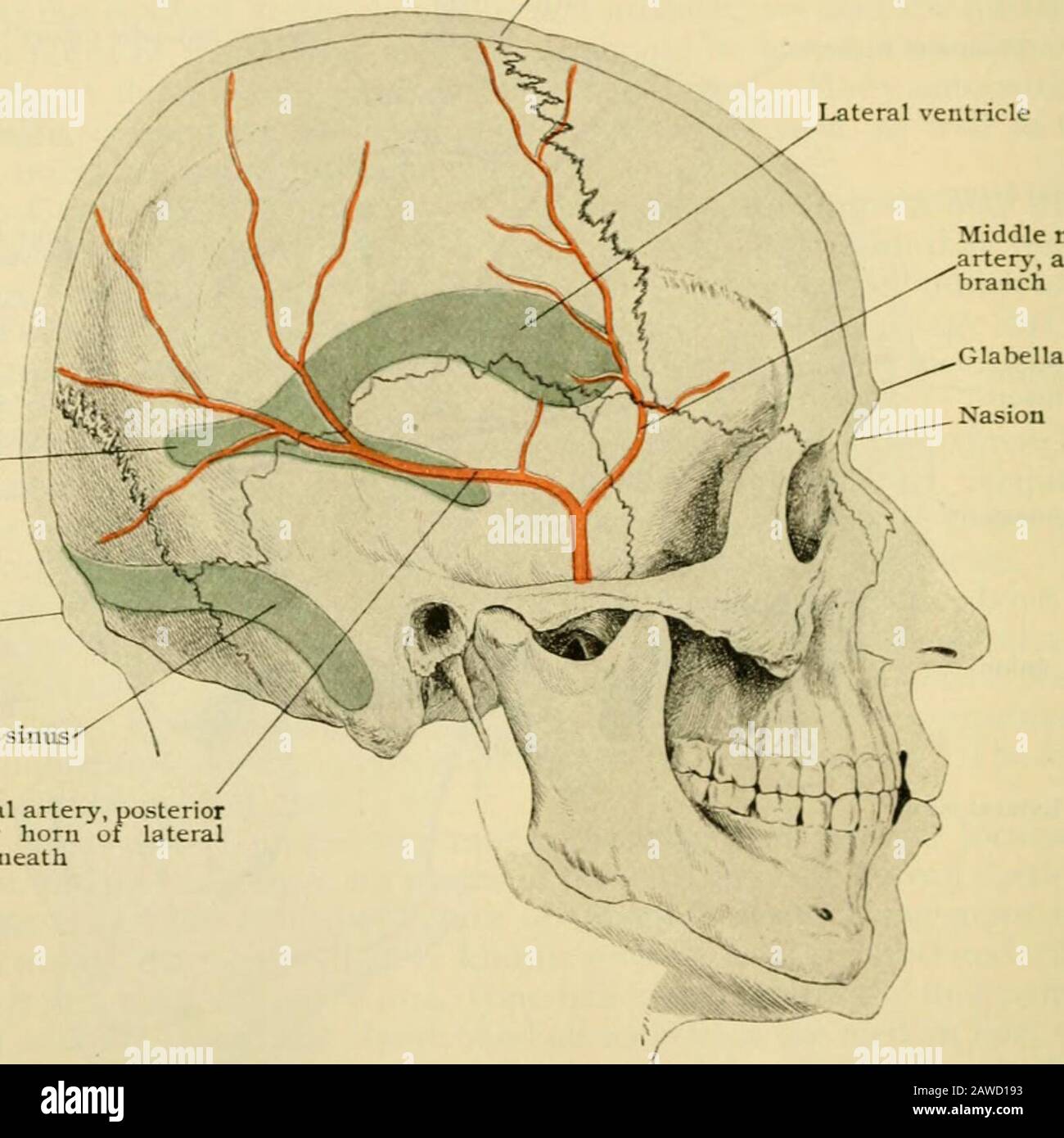 Human anatomy, including structure and development and practical considerations . lel to the longitudinal fissure to within i8mm. (^ ;?4 in.; of the fissure of Rolando. Tlie inferior frontal sulcus is represented,appro.ximately, by the anterior end of the temporal ridge. In the parietal lobe the most imjjortant sulcus is the intraparietal. It beginsnear the horizontal limb of the fissure of Sylvius, and passes upward and backwardabout midway between the fissure of Rolando and the parietal eminence. It thenturns backward, running about midway to the longitudinal fissure and the centreof the par Stock Photo