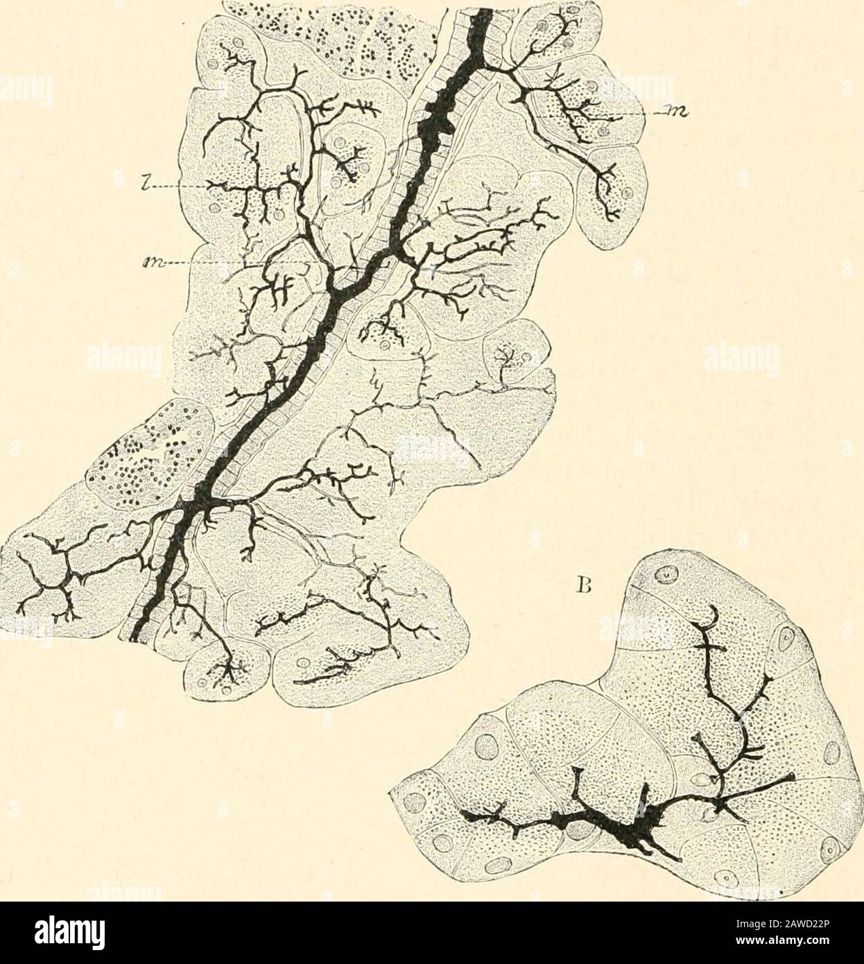 Human physiology . com-pletely, and separating them sharply from the alveolar tissue.Eenaut (1879) pointed out a reticulum enclosing the islets, asdid also Opie and Pugnat. On the other hand, Gibbes, Diamare,and Hansemann denied these observations. To solve the problemMarshall Flint (1903) employed tryptic digestion, which sparesthis capsule ; and decided that it existed. Laguesse also admitted it, but stated that the capsule(menibrana propria) does not completely surround the islets, whichcontract relations with the excretory system at the points atwhich they are not invested. Golgis method d Stock Photo