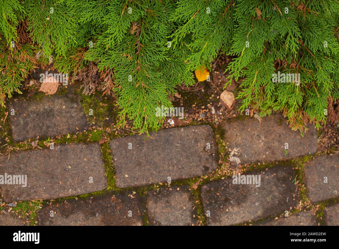 green Thuja alley. And road in autumn top view Stock Photo