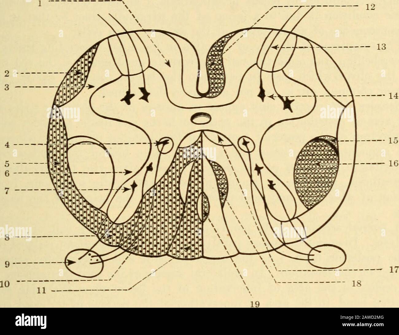 Diseases of the nervous system .. . horn cells represent the motor, trophic and prohahly also