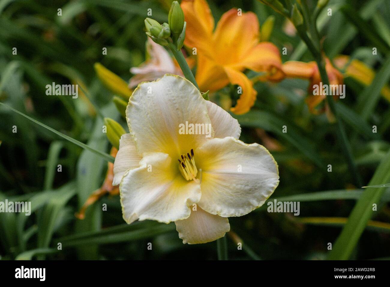 Day Lily 13 Stock Photo