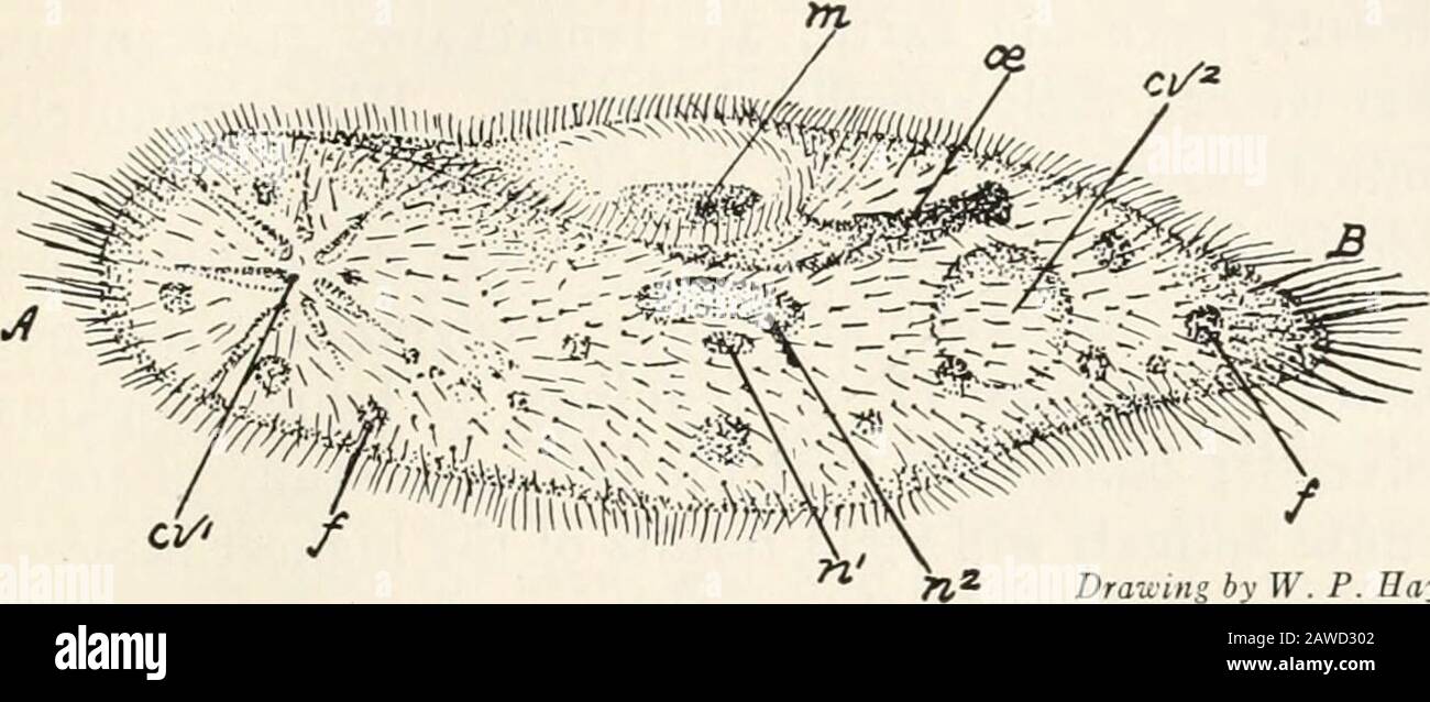 Zöology; a textbook for colleges and universities . A Drawing by R ...