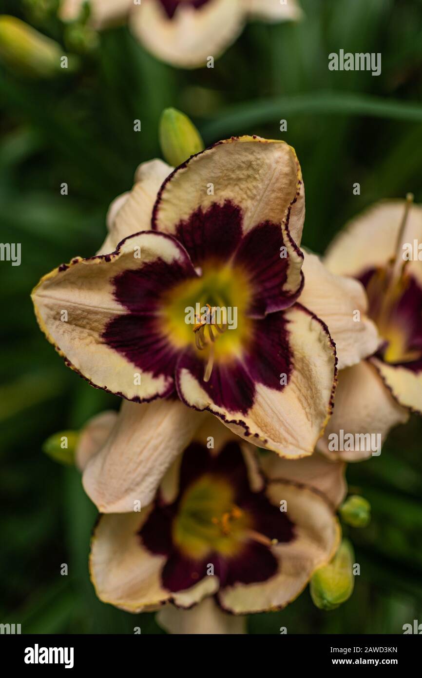 Day Lily 6 Stock Photo