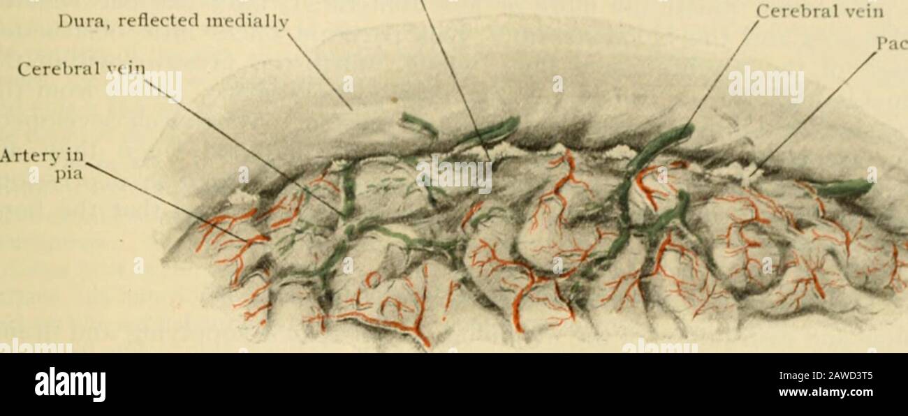 Human anatomy, including structure and development and practical considerations . losi), and on either sidealong the stem of the Sylvian fissure (cisterna fissurae lateralis). Within the medianregion of the cisterna basalis lie the large arterial trunks forming the circle of Willis.These vessels are invested with delicate sheaths of arachnoid, which accompany thesmaller branches until they enter the vascular membrane to become pial vessels. The arachnoid also contributes sheaths to the cranial nerves as they pass fromtheir superficial origins to the points where they pierce the dura, these she Stock Photo