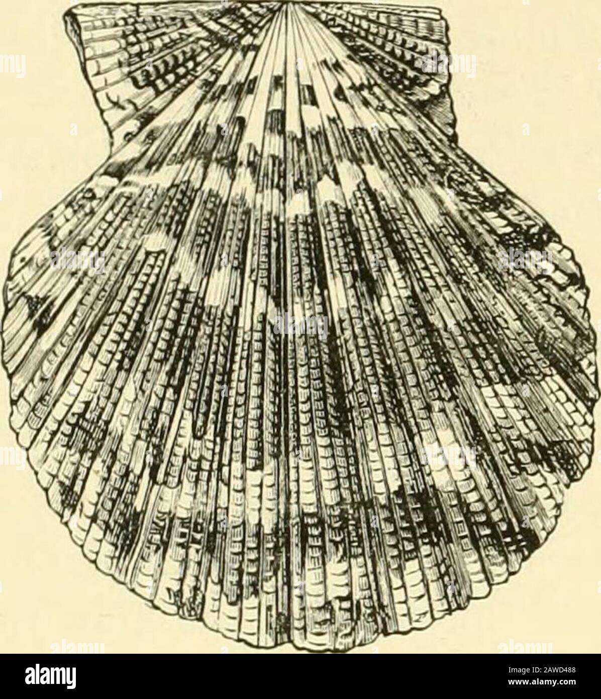 The Cambridge natural history . )ondylidae.—Foot witha peduncular appendage, no byssus, numerous pallial ocelli ; shell fixed by right valve, surface often very spinose, two cardinal teeth in each valve. Jurassic- •. Genera : Plicatula, SjJondylus ; Tcrquemia (Lias).. Fig. 303.—Pecten 2jaUium L., EastIndies. Stock Photo