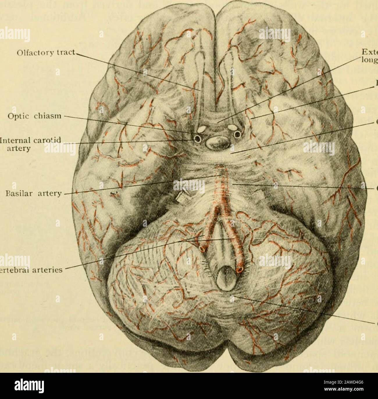 ventral brain anatomy