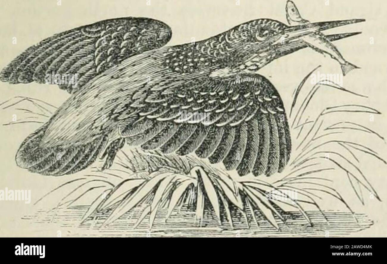 Chambers's encyclopædia; a dictionary of universal knowledge . King-Crab (Limulus Polyphemus): Copied from Enrjlish Cyclopanlln. a, position of the two smooth ^eeyes; i, 6, lateral compositeeyes; c, c, respiratory aper-tures.. Kingfisher (Alcedo ispida). is often extended to the whole family; the onlyBritish and almost the only Emopean sjiecies ofwhich is the Common K. [A. vipida), a bird notmuch larger than a sparrow, in brilliancy of colotir rivalling the finest tropical birds—blue and gi-eenbeing the prevailing colours. The K. is generallydistributed over Britain and Ireland, but is not soc Stock Photo