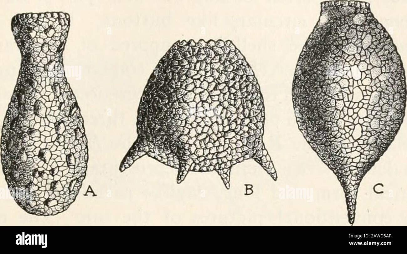 Zöology; a textbook for colleges and universities . c Drawing by R. Weber FIG. 3g. Stages in the development of Didymium, one of the Mycetozoa (afterLister); magnified about 1400 diameters. A, Spore. B, Swarm cell escaping froma spore case. C, Swarm cell; /, flagellum. PROTOZOA 191 give rise to a great number of smaller organisms. Inthe malaria parasite, which is conveyed to man by the. Drawing by R. Weber (after Leidy) FIG. 40. Shells of three species of Difflugia. A, D. capreolata. B, D. corona.C, D. acuminala, variety inflata. Although Difflugia. corona presents markedvariations, it never a Stock Photo