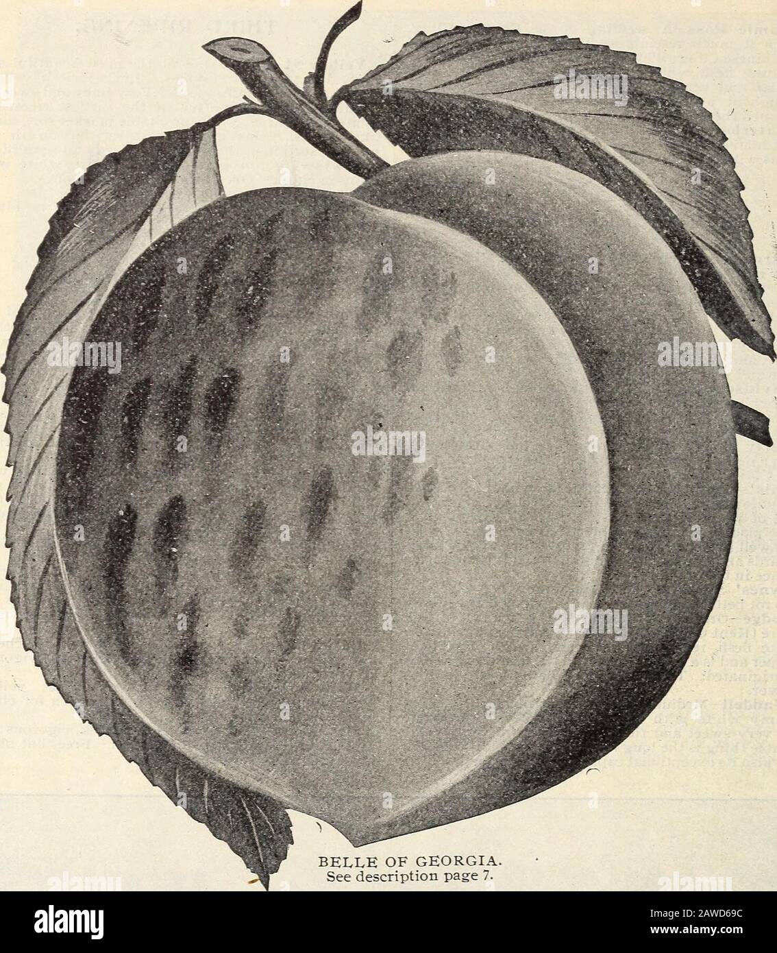 J.GHarrison & Sons nurseries . CRAWFORD LATE. PEACH TREES THAT ARE