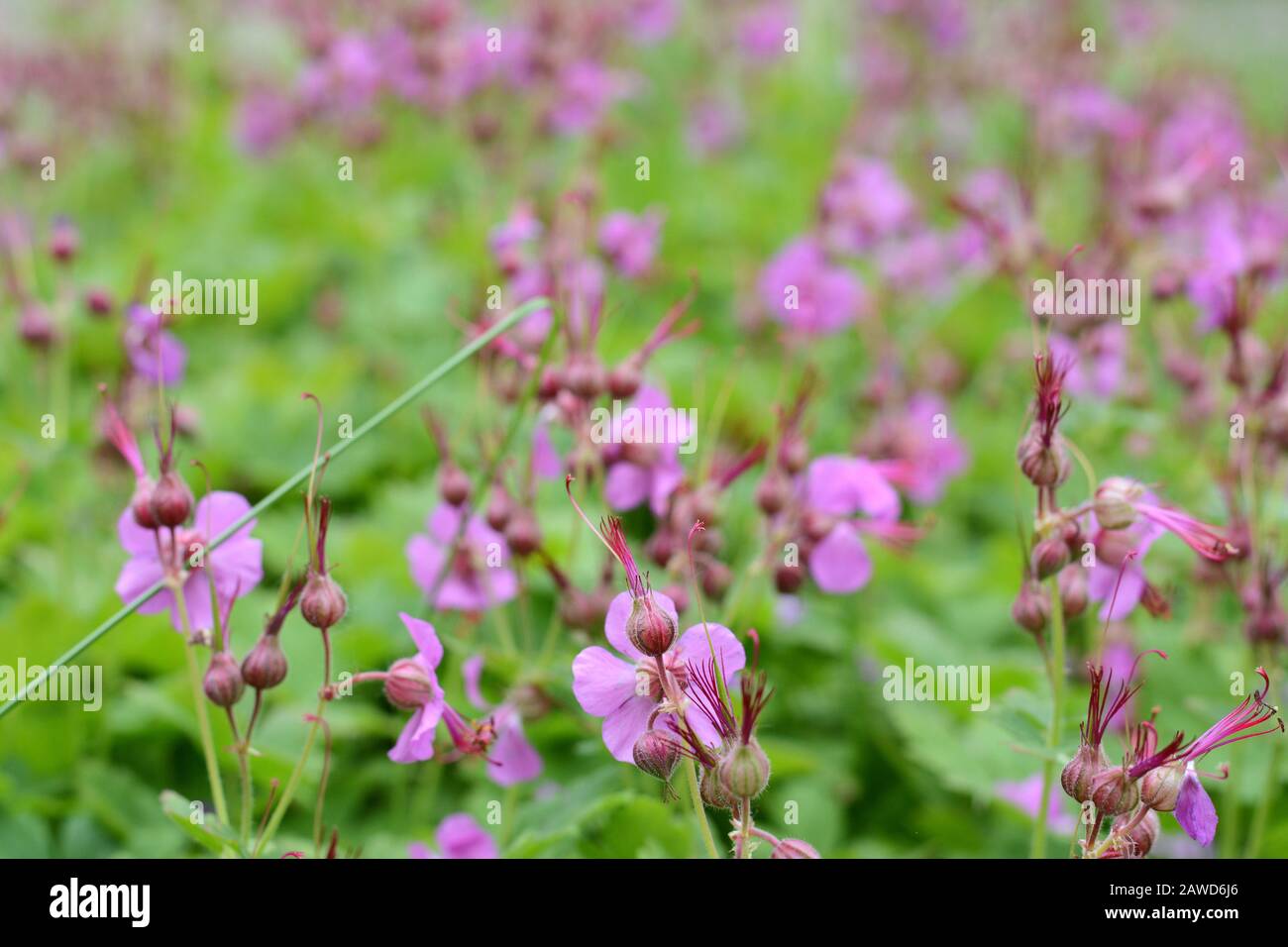 Rock Cranes-Bill, Hardy Geranium, Wild Geranium 'Czakor' (Geranium macrorrhizum) Stock Photo