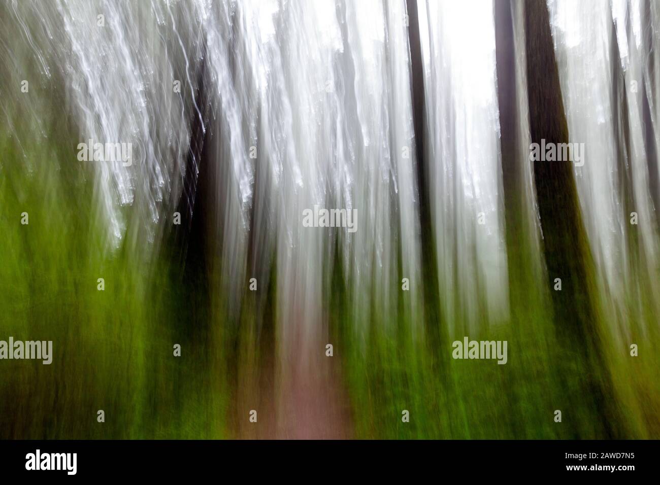 WA17409-00....WASHINGTON - Abstract trees in Olympic National Park. Stock Photo