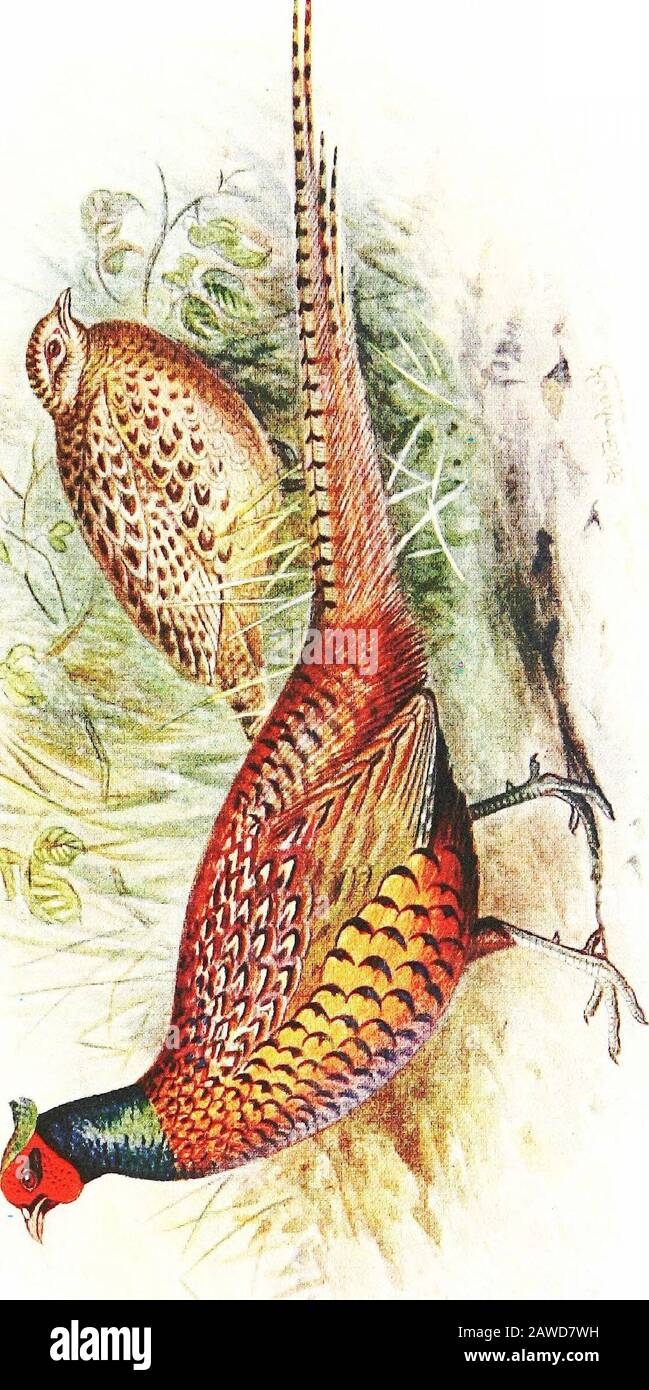 Pheasants; their natural history and practical management . nct species or race known inEurope, that which is named the P. colchicus, from its havingbeing received from the banks of the River Colchis in AsiaMinor. This was followed by the ring-necked P. torquatusfrom China, and subsequently by the P. versicolor fromJapan. These were originally regarded by naturalists asperfectly distinct species, but it is now known that they breedfreely with one another, and that the oiispring are perfectlyfertile, however intimately they are interbred. The lateHenry Seebohm, who paid great attention to the b Stock Photo