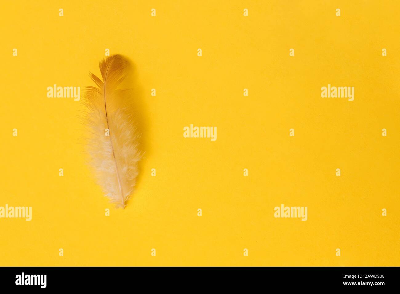 yellow feather on yellow background with copy space. easter concept