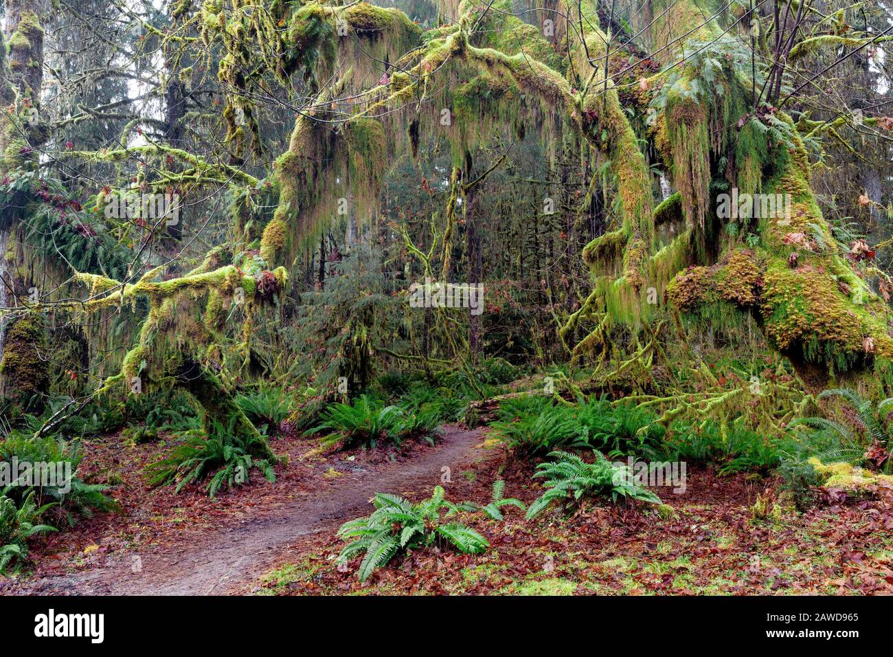 Rainforest loop trail hires stock photography and images Alamy