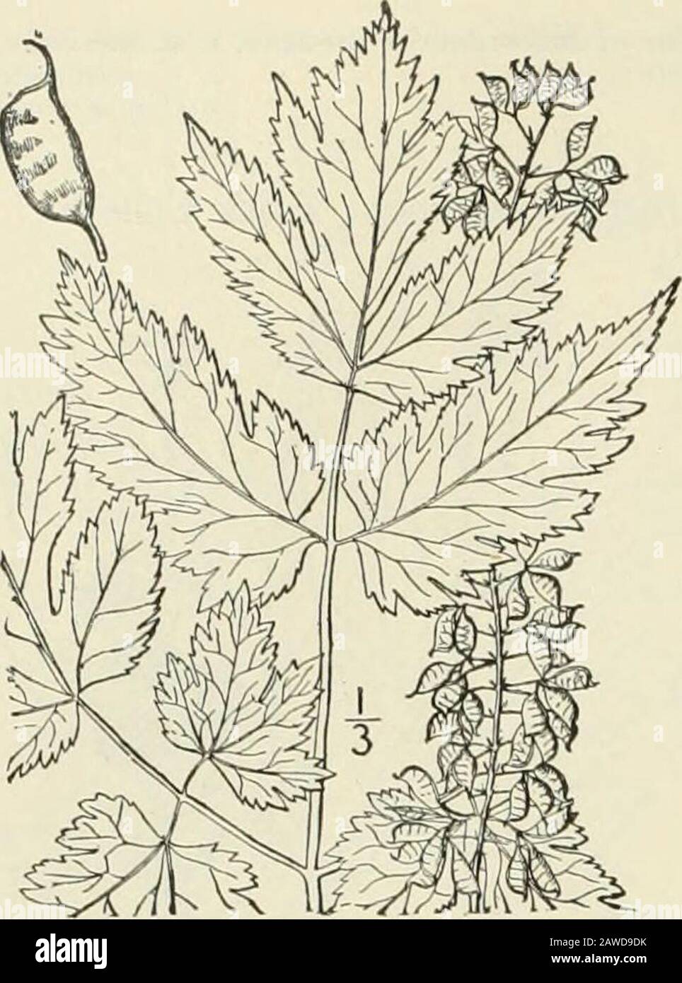 An illustrated flora of the northern United States, Canada and the British possessions : from Newfoundland to the parallel of the southern boundary of Virginia and from the Atlantic Ocean westward to the 102nd meridian; 2nd ed. . 2. Cimicifuga cordifolia Pursh. Heart-leaved Snakeroot. Fig. 1865. Cimicifuga cordifolia Pursh. Fl. .A.m. Sept.373. 1814. Cimicifuga racemosa var. cordifolia A.Gray, Syn. Fl. i: Part i, 55. 1895. Tall, similar to the preceding species.Leaflets few, very broadly ovate or or-bicular, acute, obtuse or acuminate atthe apex, deeply cordate at the base,sometimes 6 wide; pis Stock Photo