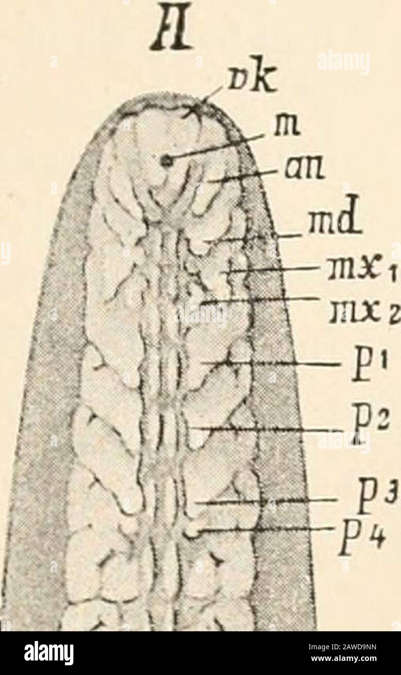 Text-book of comparative anatomy . e also beenobserved. They appear at certain embryonic stages exactly like the rudiments ofthe thoracic feet, i.e. as prominences or stumps on the most anterior, or on severalanterior, or on all the abdominal segments, sooner or later again to disappear. They havebeen observed in Colcoptera (Hydrophilus, Fig. 316, A and B, Mdolontha), Orthoptera(Gryllotalpa, Mantis, Periplancta, (Ecanthns, Blatta), and TricJwptera (Jfeophalaxconcinnus). In a few forms (Gryllotalpa, (Ecanthus, Periplaneta, Blatta, Mdolontha)the rudiments of the 1st pair of abdominal feet, befor Stock Photo