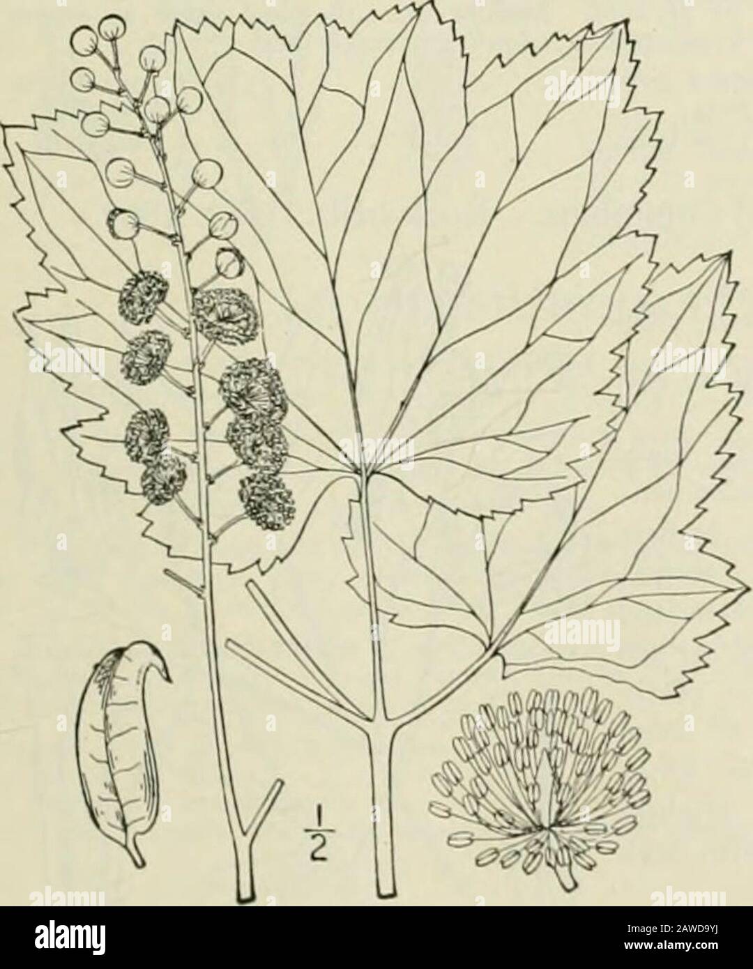 An illustrated flora of the northern United States, Canada and the British possessions : from Newfoundland to the parallel of the southern boundary of Virginia and from the Atlantic Ocean westward to the 102nd meridian; 2nd ed. . 2. Cimicifuga cordifolia Pursh. Heart-leaved Snakeroot. Fig. 1865. Cimicifuga cordifolia Pursh. Fl. .A.m. Sept.373. 1814. Cimicifuga racemosa var. cordifolia A.Gray, Syn. Fl. i: Part i, 55. 1895. Tall, similar to the preceding species.Leaflets few, very broadly ovate or or-bicular, acute, obtuse or acuminate atthe apex, deeply cordate at the base,sometimes 6 wide; pis Stock Photo