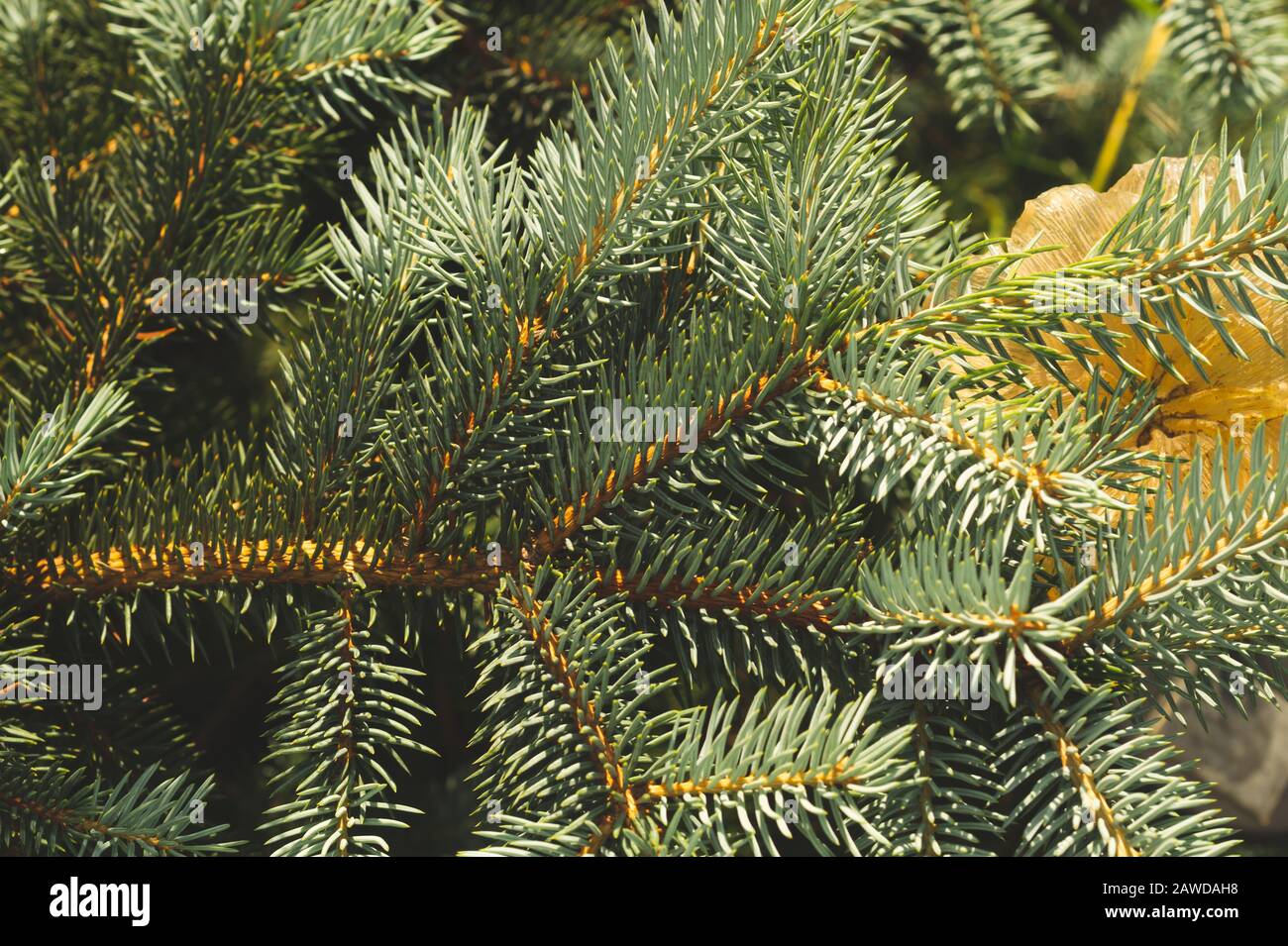 Needles of fir tree branch close up. green pine tree. nature background Stock Photo