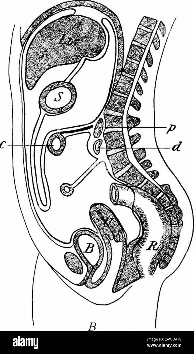 The development of the human body; a manual of human embryology . Fig. 187.—Diagrams showing the Development of the Great Omen-tum and its Fusion with the Transverse Mesocolon. B, Bladder; c, transverse colon; d, duodenum; Li, liver; p, pancreas; R,rectum; S, stomach; U, uterus.—(After Allen Thomson.) lines of attachment of the suspensory ligament, which onreaching the liver spread out to become the coronary andlateral ligaments of that organ. At about the mid-dorsalline these lines become continuous with those of themesogastrium which curve downward toward the left andare continued into the t Stock Photo