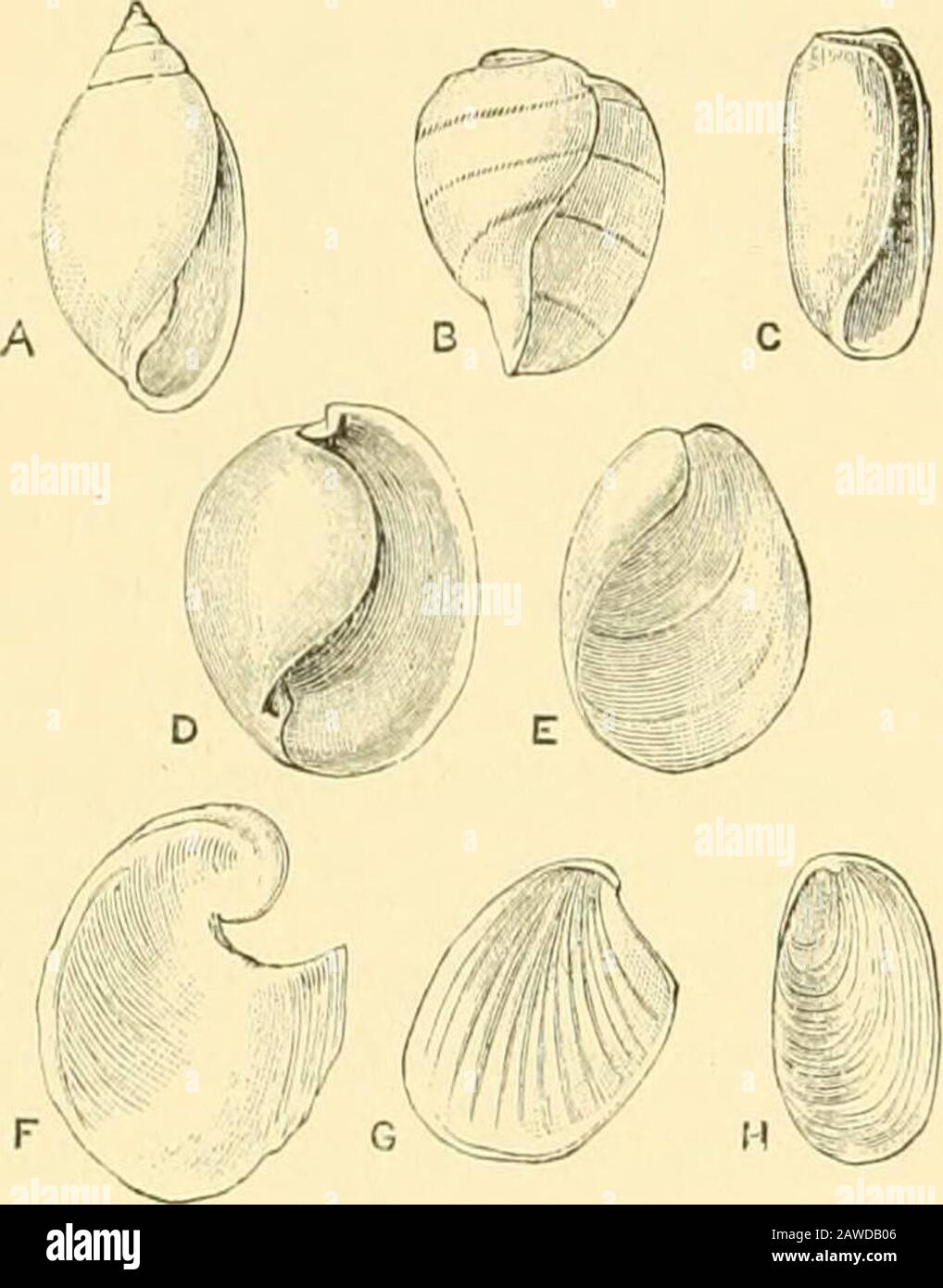 The Cambridge natural history . ctenidium (never two), some-times of secondary branchiae, variously placed, while sometimesno special organ exists. The prolongation of the foot into lateral epipodia or parapodia(possibly to aid in swimming), and the effect of the epipodiaupon the shell, according as they involve it completely orpartially, are among the most instructive features of theOpisthobranchiata. If the epipodia are developed on the 428 OPISTHOBRANCHIATA anterior portion of the body, and do not become reflected, theymay, as in most Pteropoda Thecosomata, not directly affect theshell. But Stock Photo