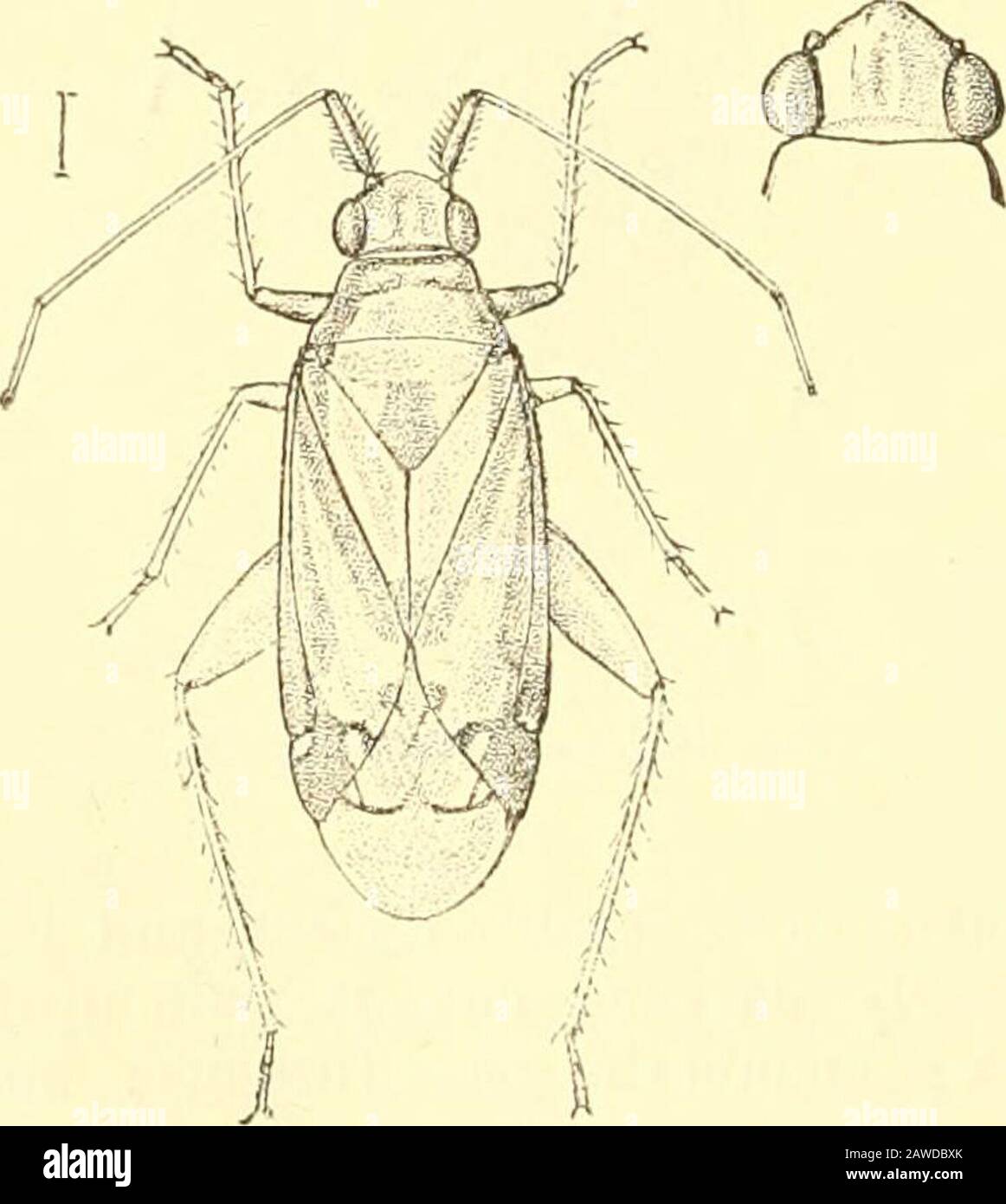 Rhynchota .. . efore base ;eyes longer than broad ; antennae with the ...