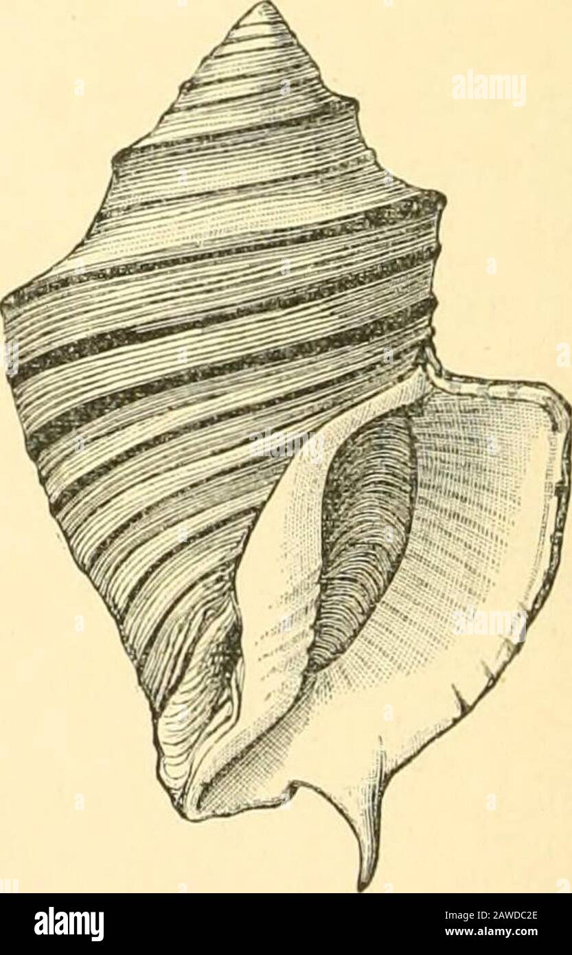 The Cambridge natural history . ), Melongena (subg. Pugilina, Myrisiica); Pio- stoma (Eocene), Hemifusus (subg. Megalatractus), Ptychatractus, Meyeria. Fam. 7. FasciolarHdae.—Eyes at the outer base of the tenta-cles (radula. Fig. 121, p. 221); shell fusiform, spire long, canal often very long, columella often with a fold at the base ; operculum corneous, nucleus terminal. Cretaceous . Principal genera; Picsus (including Sinistralia, Aptyxis, Troschclia), with subg. Serri- ftcsiis (Cretaceous), Clavella (subg. Thersites), Pasciolaria, Patirus (subg. Polygona, Peristernia, Peucozonia, Pagena; Ma Stock Photo