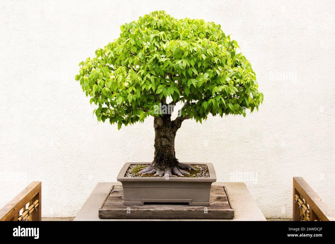 Miniature matured green colored Japanese Zelkova bonsai tree growing in a potted container. Been in training since 1895. Stock Photo