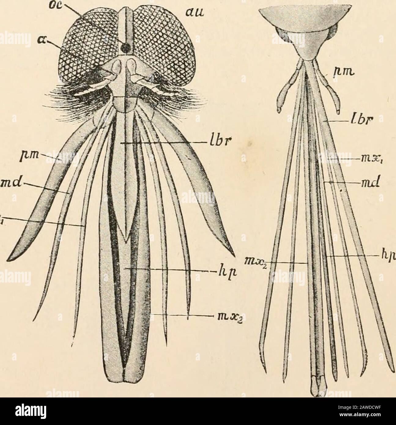 Text-book of comparative anatomy . tinct. On the posterior maxillae ...