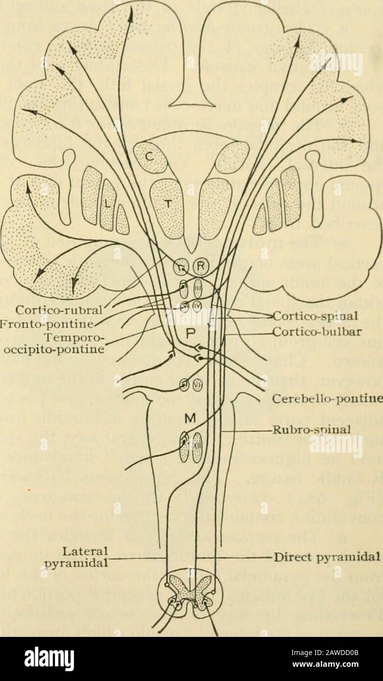 Talar Cortex Human anatomy, including structure and development and practical ...