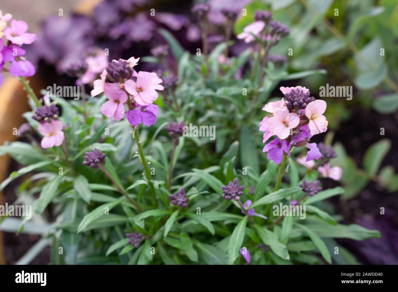 Lilac-pink colours of an evergreen perennial wallflower,Erysimum ‘Bowles’ Mauve variety  in bloom during late winter. Stock Photo